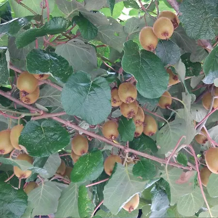 Mit Eigener Sonnenterrasse By Interhome Апартаменты Slap ob Idrijci