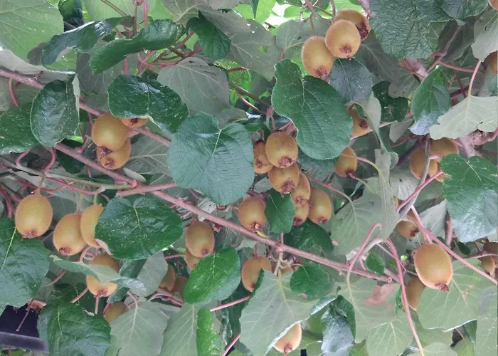 Mit Eigener Sonnenterrasse By Interhome Apartment Slap ob Idrijci